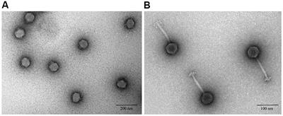 Biology and Genomics of an Historic Therapeutic Escherichia coli Bacteriophage Collection